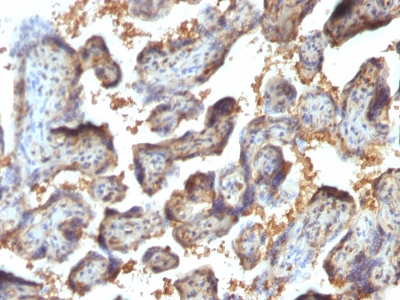 FFPE human placenta sections stained with 100 ul anti-Galectin-13 (clone PP13/1164) at 1:50. HIER epitope retrieval prior to staining was performed in 10mM Citrate, pH 6.0 or 10mM Tris 1mM EDTA, pH 9.0.